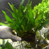 Java Fern on Plate - Low Light Aquatic Plant for Your Aquarium
