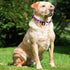 Daisy Dog Collar with Bow Tie, Cute Pattern Adjustable Buckle for Small Cat Kitten Pet Girl Female
