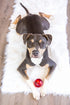 Pet Qwerks Blinky Babble Ball - Flashing Interactive Dog Toy, Large