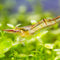 Rudolph Shrimp 8 Shrimp Pack - Live Live Shrimp Live Shrimp Freshwater