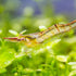 Rudolph Shrimp 8 Shrimp Pack - Live Live Shrimp Live Shrimp Freshwater
