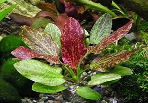 Marcus Fish Tanks Echinodorus Red Flame Sword Live Aquarium Plants Buy 2