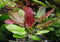 Marcus Fish Tanks Echinodorus Red Flame Sword Live Aquarium Plants Buy 2