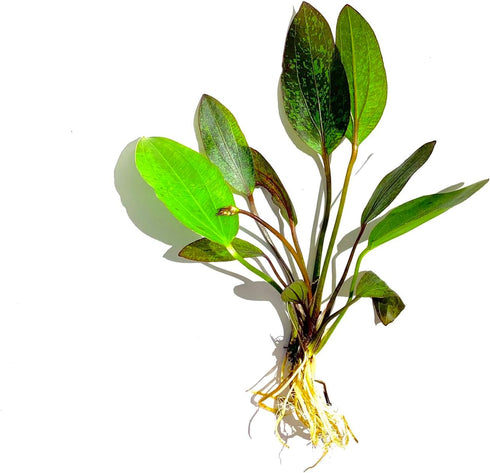 2 1 Marcus Fish Tanks Echinodorus Red Flame Sword Live Aquarium Plants Buy Get