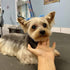 40Pcs Puppy Yorkie Dog Hair Bows with Rubber Band, Pet Small Dog Girl Flower Hair Accessories for Party Christmas