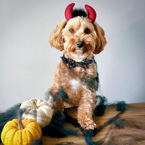 Halloween Dog Bow Tie Collar 2 Pack, Quick Release Spooky Collars for Medium Size Dogs
