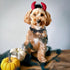 Halloween Dog Bow Tie Collar 2 Pack, Quick Release Spooky Collars for Medium Size Dogs