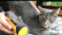 King Kanine Pet Grooming Brush - Self Cleaning Deshedding Tool for Dogs, Cats & Horses