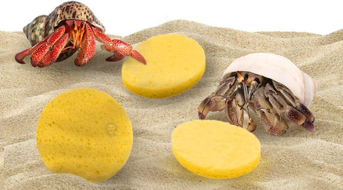Hermit Crab Sponges for Water, 3 Pack Unbleached Accessories & Supplies, Nutrients and Humidity Maintenance