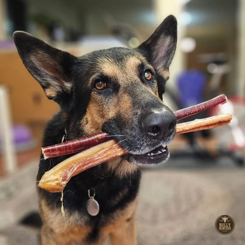 12 Inch 100% (5 Bully Bunches Premium Jumbo Odor-Free Bully Sticks for Medium & Large Dogs - Consistently Sized, Long