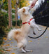 6 FT/8 FT/10 FT Rope Dog Leash, 1/2” Strong Nylon Climbing Leash for Medium and Large Dogs, Black