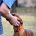 Adjustable Dog Collar Orange Basic, Breathable Quick Release Nylon Pet Collar for Puppy Small Medium Large Dogs