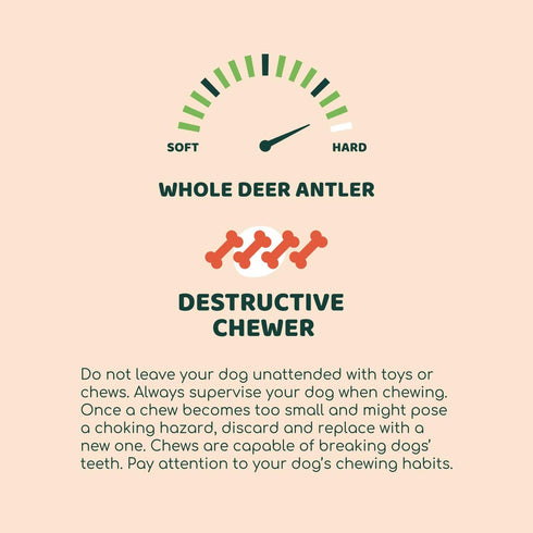 100% Natural Grade A Premium Whole Deer Antler for Dogs - Long-Lasting Chew for Aggressive Chewers, Large Breeds