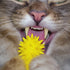 Generic Interactive Windmill Cat Toy with Catnip & Spinning LED Light Ball Suction Cup Indoor Kitten Toy with Massage