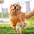Replacement ¾” Collar Strap Bands | Double Buckle Loop Training for All Brands of Pet Shock Bark Collars