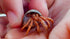 Undique Organic Hermit Crab Food with Quail Egg Shells - Nutritious, Balanced Diet & Calcium-Rich Treats for Hermit