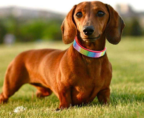 Rhinestone Dog Collar, Cute Soft Suede Leather Collar with Crystal Diamond for Pet Dog Puppy (S, Red-3)