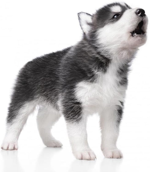 Wallmonkeys Cute Little Husky Puppy Wall Decals, 24" W x 19" H, Peel and Stick, Isolated on White Background