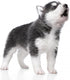 Wallmonkeys Cute Little Husky Puppy Wall Decals, 24" W x 19" H, Peel and Stick, Isolated on White Background