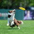 Indestructible Dog Flying Discs, Interactive Flyer Toys for Small Medium Dogs, 7.48 inch, Yellow