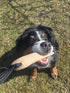 Dingo Gear Tug Toy for Dog Training, Jute Bumper with One Handle, Dog Bite Pillow for Aggressive Chewers