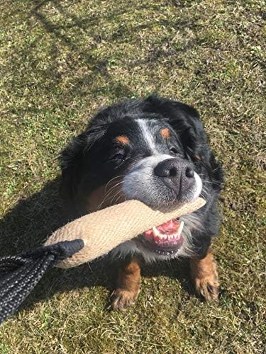 Dingo Gear Tug Toy for Dog Training - Agility Tug of War Jute Dog Bumper with Handle for Aggressive Chewers