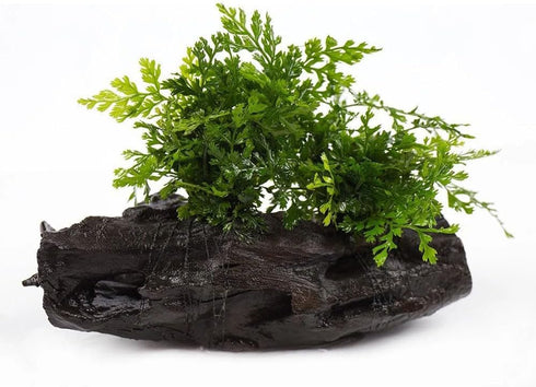 SubstrateSource Live Planted Decor - Mini Bolbitis on Driftwood - Light Green