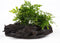 SubstrateSource Live Planted Decor - Mini Bolbitis on Driftwood - Light Green