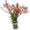 SubstrateSource Live Aquarium Red Stem Plants - Freshwater Aquatic Plant for Fish