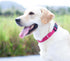Hyhug Pets Solid Color Classic Regular Heavy Duty Basic Collar for Small Dogs, Unique Design Adjustment Triglide Slide
