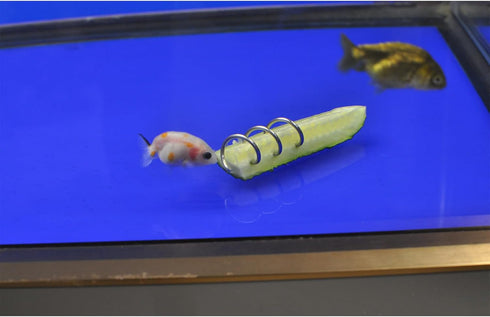 Fish Tank Vegetable Feeder, Aquarium Vegetarian Feeder, Loach Feeder, 2PACK Stainless Steel