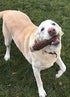 1 Large Split Antler Chew, All Natural Premium Grade A, 5"-9” Length, Made in The USA