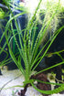 Generic Bulb Crinum calamistratum Live Aquarium Plant Rare Plant with Wavy Leaves