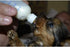 Four Paws Pet Products Nurser Bottles, 2oz, Counter Box (24Pc)