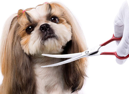 LovinPet 6CR Dog Grooming Scissors - Curved Safety Blunt-tip Scissors for Dogs & Cats, Left/Right-Handed