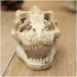 Aquarium Decoration - Skeleton Hole Resin Dinosaur Skull Ornament for Fish Tank & Reptile House