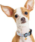 Faygarsle Dog Collar for Small Medium Large Dogs, Cute Blue Dinosaur Patterned Collars for Summer Spring