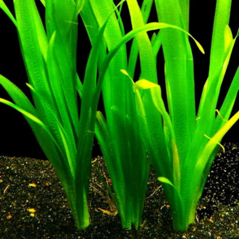 Generic 15 8 10 Jungle Vals Plants, Jungle Vallisneria Aquarium Plant Live for Gardening, Inc to Inc Long, No Ship