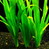 Generic 15 8 10 Jungle Vals Plants, Jungle Vallisneria Aquarium Plant Live for Gardening, Inc to Inc Long, No Ship
