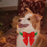 Maca Bates Christmas Red Green Dog Collar with Bow Tie - Adjustable Breakaway Collars for Solid Colors Dogs Gift for