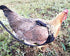 Chicken Harness Hen Size with 5.5-Foot Matching Belt, Comfortable Medium Size for Chicken Duck or Goose