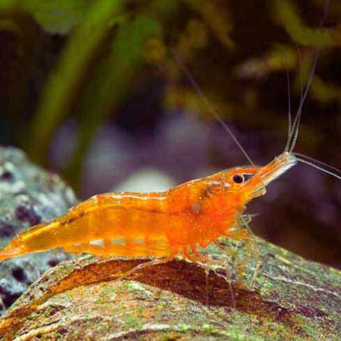 Orange Shrimp packs of 8 live shrimp live shrimp freshwater freshwater shrimp