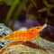 Orange Shrimp packs of 8 live shrimp live shrimp freshwater freshwater shrimp