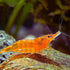 Orange Shrimp packs of 8 live shrimp live shrimp freshwater freshwater shrimp