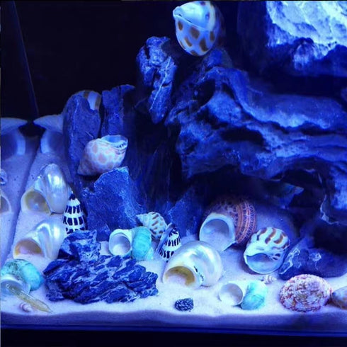 Hermit Crab Shells Turbo Shells, 12+ pcs Assorted Handpicked Turbo Shells for Hermit Crab House