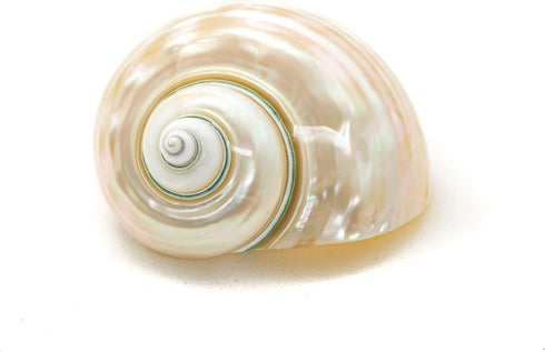 3"-3.5" Hermit Crab Shells | Turbo Shells | White Pearl Jade Green Turbo Shell | Hermit Crab House for Dcor | Plus Free