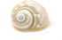 3"-3.5" Hermit Crab Shells | Turbo Shells | White Pearl Jade Green Turbo Shell | Hermit Crab House for Dcor | Plus Free