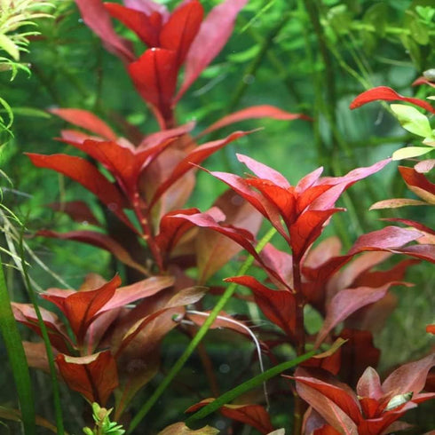Generic 15 Red Ludwigia Repens Leaf Live Aquarium Plants Stem Bunch for Planting