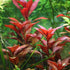 Generic 15 Red Ludwigia Repens Leaf Live Aquarium Plants Stem Bunch for Planting