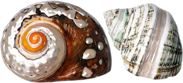 Hermit Crab Shells | Turbo Shells | 1 African Sarmaticus and 1